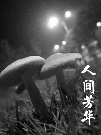 人间芳菲四月天短剧结局